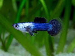 Guppy <b>PINGU PANDA</b> (Poecilia reticulata) TRIO (1 macho e 2 fêmeas)