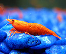 Camarão <b>ORANGE SAKURA</b> (Neocaridina sp.) 1 cm-  Unidade<br>Camarões jovens sem sexo definido, pH 7.2 e GH 3, alimentados com Bassleer Shrimp<br>Recomendamos para aquários de camarões os peixes do grupo NANO PEIXES confira em água doce