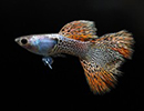 Guppy <B>METAL RED</B> (Poecilia reticulata) CASAL<BR>Linhagem pura selecionada, recomendado alimento Bassleer tamanho M