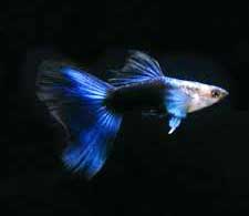 Guppy <B>HB BLUE NEON</B> (Poecilia reticulata) CASAL<BR>Linhagem pura selecionada, recomendado alimento Bassleer tamanho M