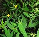 Planta Pote Ludwigia leptocarpa