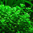 Planta Pote Bacopa MONNIERI - vasinho