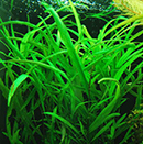 Planta Pote Hygrophila angustifolia (NOVO)