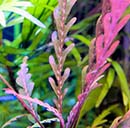 Planta Pote Hygrophila pinnatifida (NOVO)