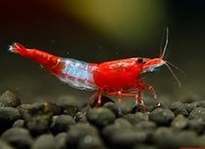 Camarão <b>RED RILI</b> (Neocaridina sp.) 1 cm-  Unidade<br>Camarões jovens sem sexo definido, pH 7.2 e GH 3, alimentados com Bassleer Shrimp<br>Recomendamos para aquários de camarões os peixes do grupo NANO PEIXES confira em água doce
