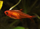 Tetra <B>FOGUINHO VERMELHO AMANDAE</B> (Hyphessobrycon amandae) 1 cm (Lote  5 unidades frete econômico)