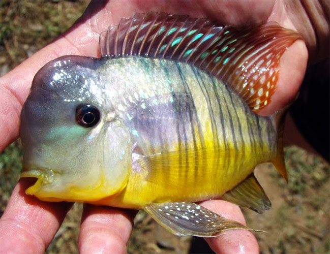 Geophagus <b>BALZANII</b> (Gymnogeophagus balzanii ) 6 a 8cm