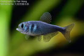 Tetra <B>BLUE WEITZIMANORUM</B> (Hyphessobrycon weitzmanorum) 2 cm RARIDADE EXPORTAÇÃO
