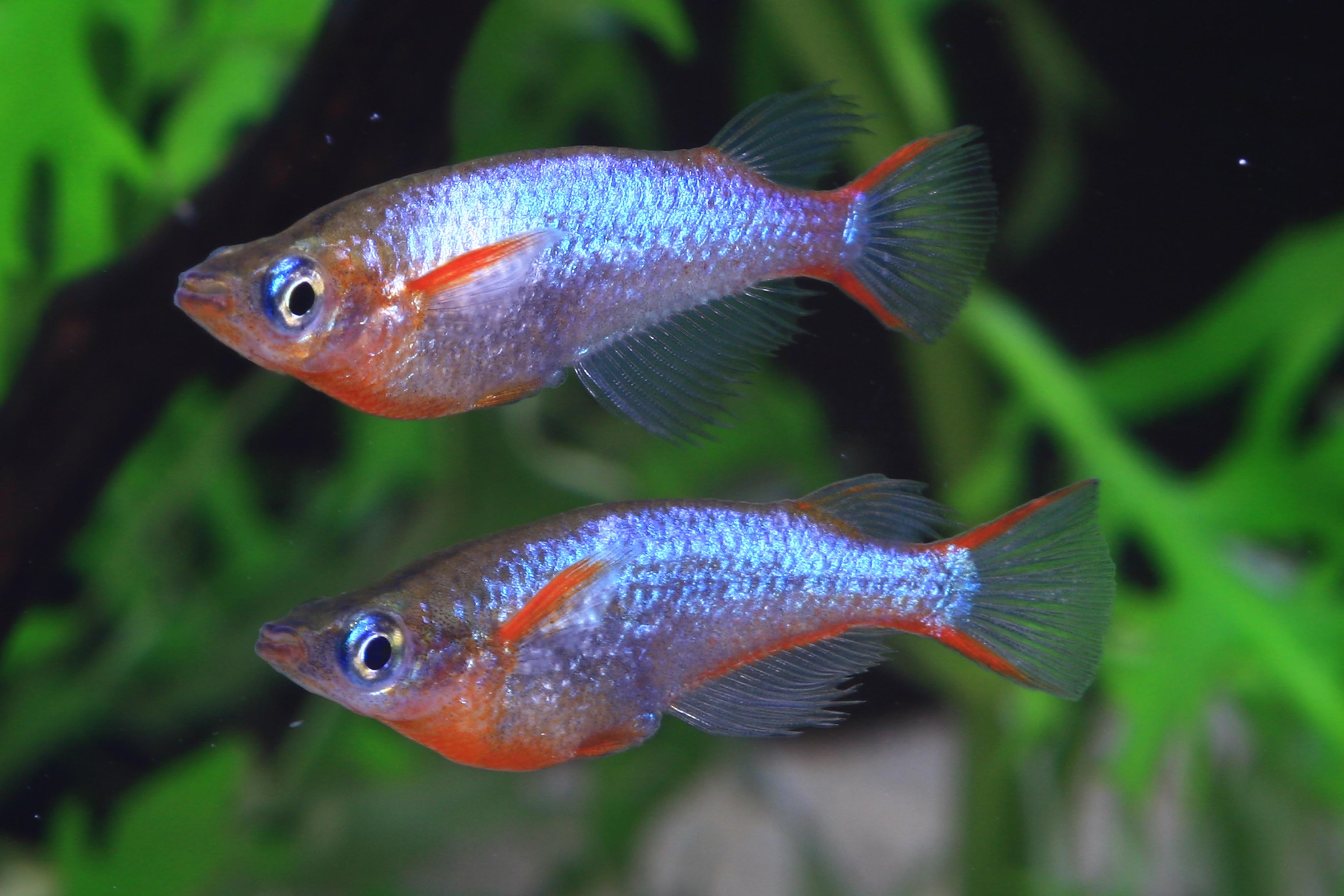 Killifish Medaka <b>POWDER BLUE</b> (Orysias woworae)
