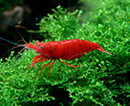 Camarão <b>RED SAKURA</b> (Neocaridina sp.) 1 cm- Lote c 3 un FRETE ECONOMICO<br>Camarões jovens sem sexo definido, pH 7.2 e GH 3, alimentados com Bassleer Shrimp<br>Recomendamos para aquários de camarões os peixes do grupo NANO PEIXES confira em água doce