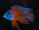 Aulonocara RED RUBY (Aulonocara baenshi) 7 a 8 cm MACHO