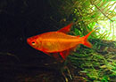 Tetra <B>RED CHERRY</B> (Hyphessobrycon sp) CRIADO 3 cm