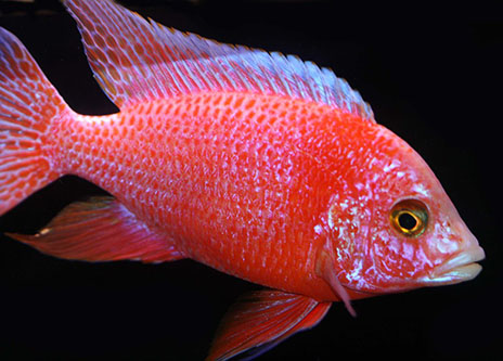 Aulonocara PINK (Aulonocara nyassae) 8 cm MACHO