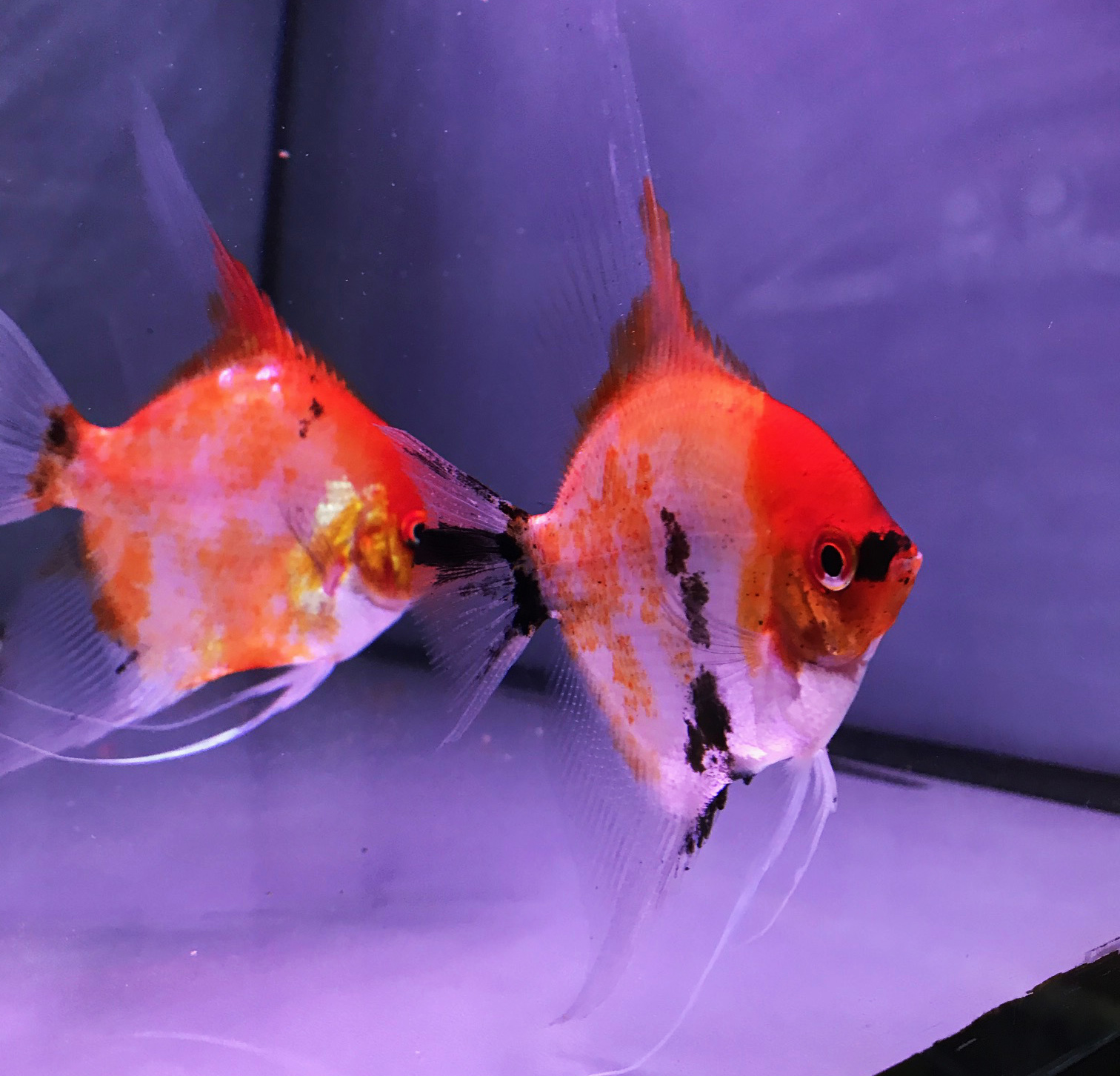 Acará Bandeira <b>KOI RED DEVIL +70% LARANJA</b> (Pterophyllum scalare) 6 cm<BR>Atingem 15 a 20 cm quando adultos, recomendado pH entre 6.8 e 7.4 e alimento Bassleer tamanho L