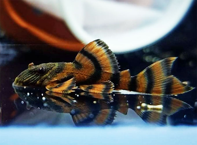 Cascudo <B>L 397 PANAQUE VERMELHO</B> (Panaqolus sp L-397) 6 a 8 cm - atinge 10 cm - mín 28C temperatura