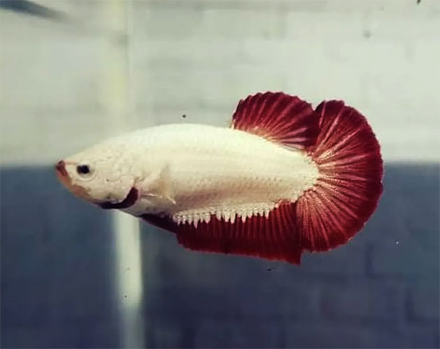 Betta <b>LONG TAIL DRAGON RED & WHITE</b> (Betta splendens) FÊMEA<br>3 meses em condição de reprodução, alimentados com Bassleer tamanho L<br>Peixes de linhagem com alguns individuos ainda em fase de mutação de cor