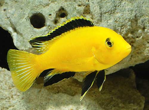 Labidocromis <b>YELLOW</b> (Labidocromis caeruleus) 3 a 4 cm