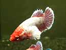 Betta <b>DUMBO PLAKAT PINK</b> (Betta splendens) FÊMEA<br>3 meses em condição de reprodução, alimentados com Bassleer tamanho L<br>Peixes de linhagem com alguns individuos ainda em fase de mutação de cor