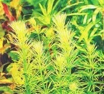 Planta Pote Bacopa cf. REFLEXA - vasinho