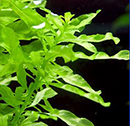 Planta Pote Ludwigia inclinata GREEN