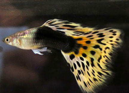 Guppy <b>HB AOC LEOPARDO</b> (Poecilia reticulata) TRIO